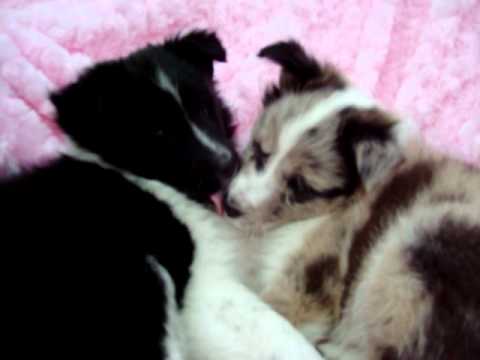 BluemerleSheltie - sweet female Sheltie puppies.