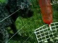 My dog likes the rabbits :)