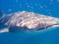 Le Plus Grand Poisson Du Monde, Le Requin Baleine_0001