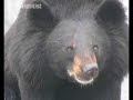 Sun bears now threatened with extinction Sun bears now threatened with extinction