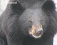 Sun bears now threatened with extinction
