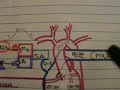 Cardiovascular System Introduction