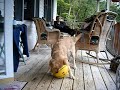golden retriever puupy !
