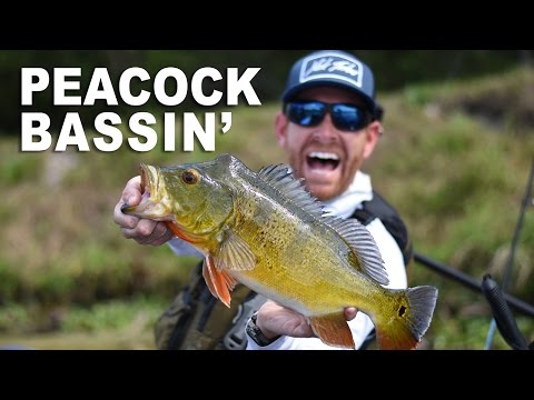 Kayak Fishing: BIG Peacock & Largemouth Bass_Fishing videos