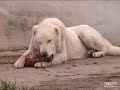 kangal http://www.seslininzirvesi.com/