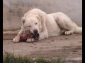 kangal http   www seslininzirvesi com 