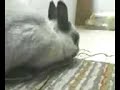 Nuzzling camera