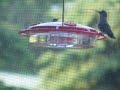 Hummingbird Feeder