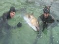 Spearfishing  IUSA World Record Amberjack Ricciola 50 kg