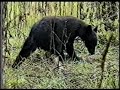 Bears Close Up As I Set on a log with them all around me