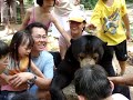 Sun bear Sun bear