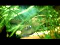 mein aquarim mit Flösselaal