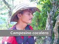 Comienza la erradicaci�n manual en El Catatumbo