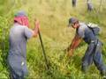 Comienza la erradicación manual en El Catatumbo
