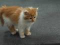 Scaredy Kitten