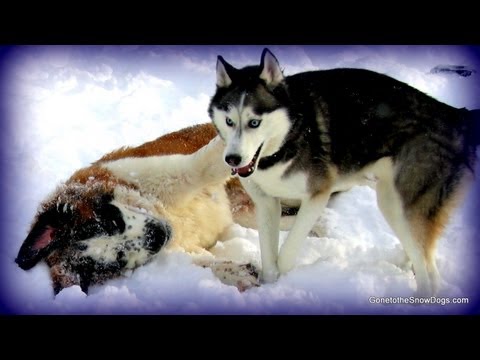 Siberian Husky and St. Bernard Play in Snow! Shiloh and Moonshine FLASHBACK
