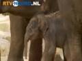Olifantje geboren in Dierenpark Emmen