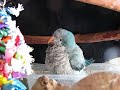 Tycho, the Quaker Parrot bathes Tycho, the Quaker Parrot bathes