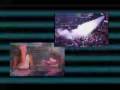 videos de This is Ibiza