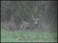 Bow Hunting Whitetails: The Triple Beam Buck
