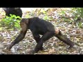 Chimpanzee Tracking - Mahale Mountains NP, Tanzania