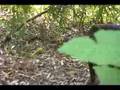 Chimpanzee Tracking - Mahale Mountains NP, Tanzania