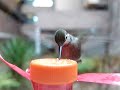 Calypte anna, Anna's humming bird, female
