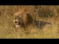 Manyari mating again