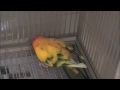 The Love Of Parrots Refuge- -Billie Jean By Michael Jackson