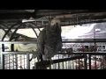 The Love Of Parrots Refuge- -Billie Jean By Michael Jackson