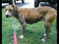 My Animal Abuse Commercial View Video