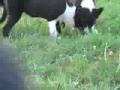 videos de DarnFar Sage with Puppies