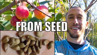 How To Grow An Apple Tree From SEED to FRUIT 🍎!