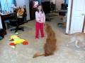 videos de Teaching the puppers
