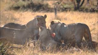 Lion Kill, Moremi National Park Botswana