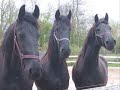 hommage o frison!!! hommage o frison!!!