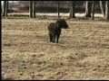 Two Shetland Ponies