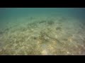 Click here to watch this video The black-banded sea krait or 