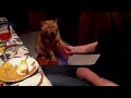 Видеоновость Кот дает лапу | Прикол с кошкой 2012 | Видео смотреть