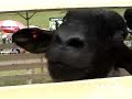 牛に願いを Love Farm
