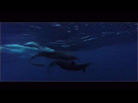 First mate talks sailing and Dolphins (BTS1)_Vitorlázás videók