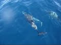 Dauphins La Ciotat