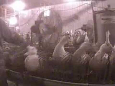 Quebec Foie Gras Cruelty