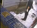 Quebec Foie Gras Cruelty