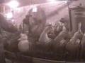 Quebec Foie Gras Cruelty