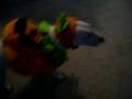 Gracie the Pumpkin