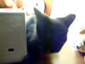 barackobama kitten.mov