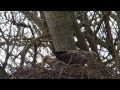 Click to View : Seeadlerpaar beim Horstausbessern (bei Barsbek)