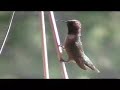 Oh hummingbirds Oh hummingbirds