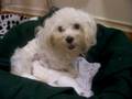 videos de Ninhada 081113a